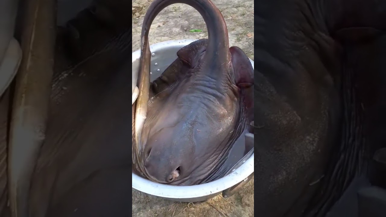 Shankar macher recipe 