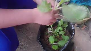 Petchay Harvest