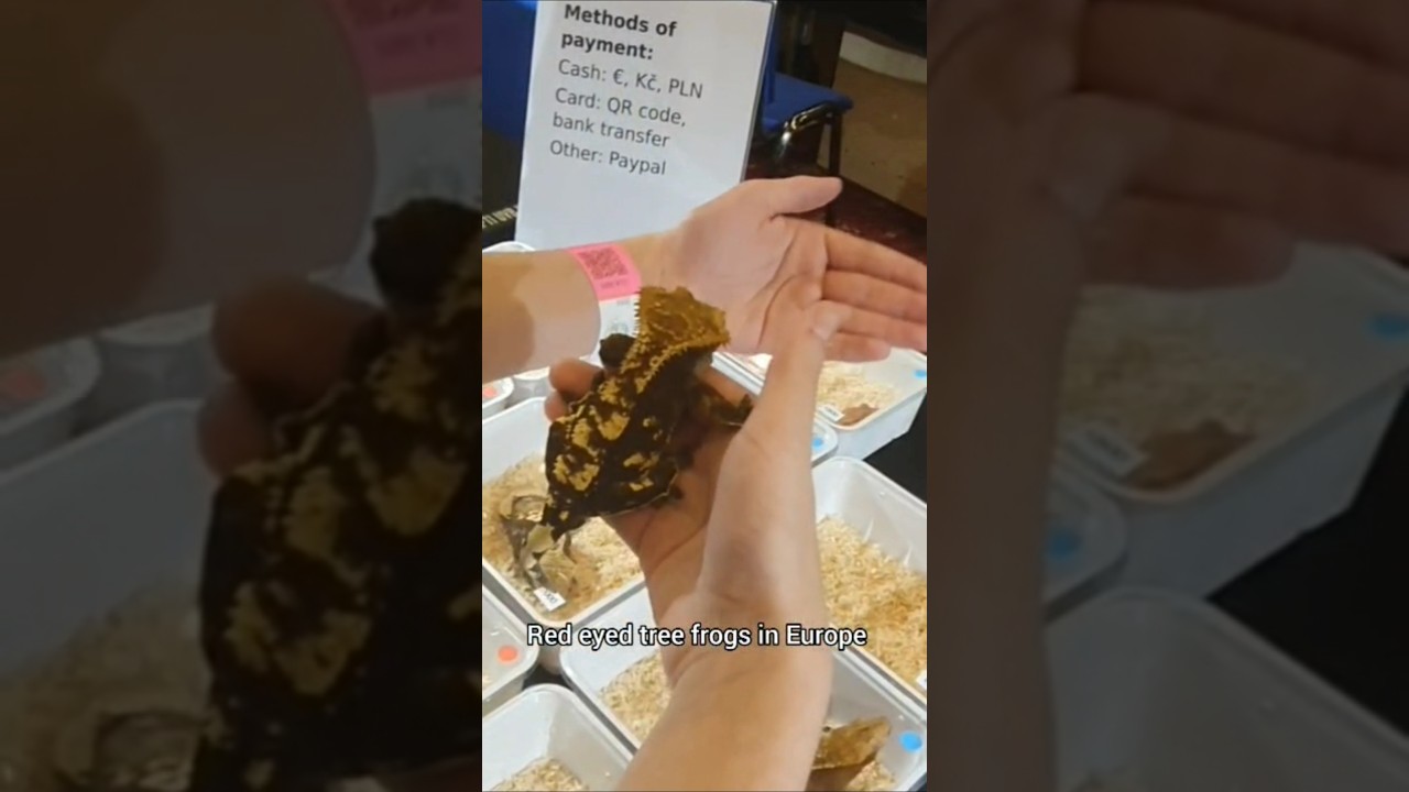 Exotic animal exhibition in Czech Republic. 🐸🦎🐍 