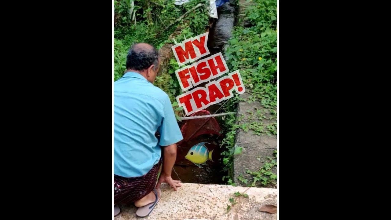 Fish Trap! YouTube