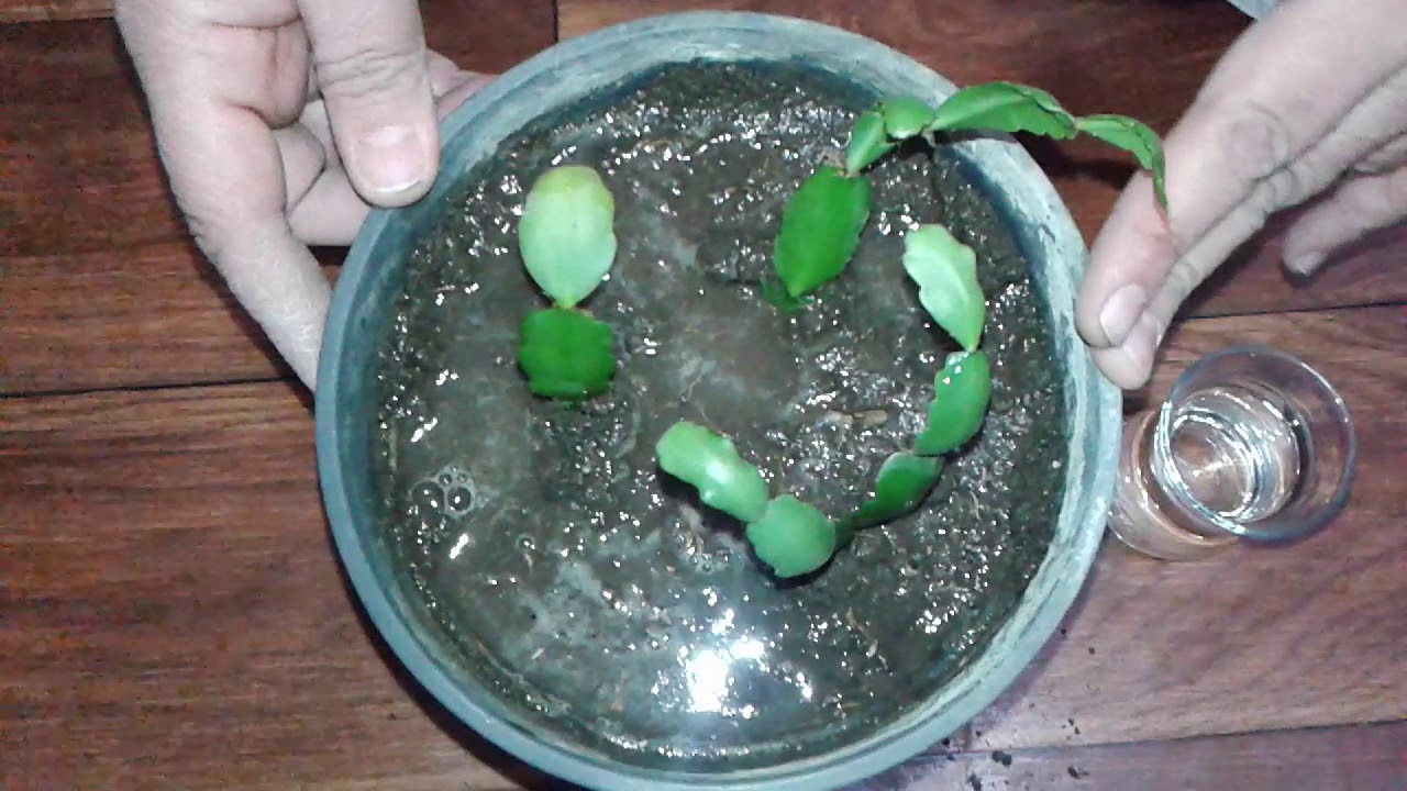 Yılbaşı çiçeği dikimi nasıl ve hangi ayda dikilir