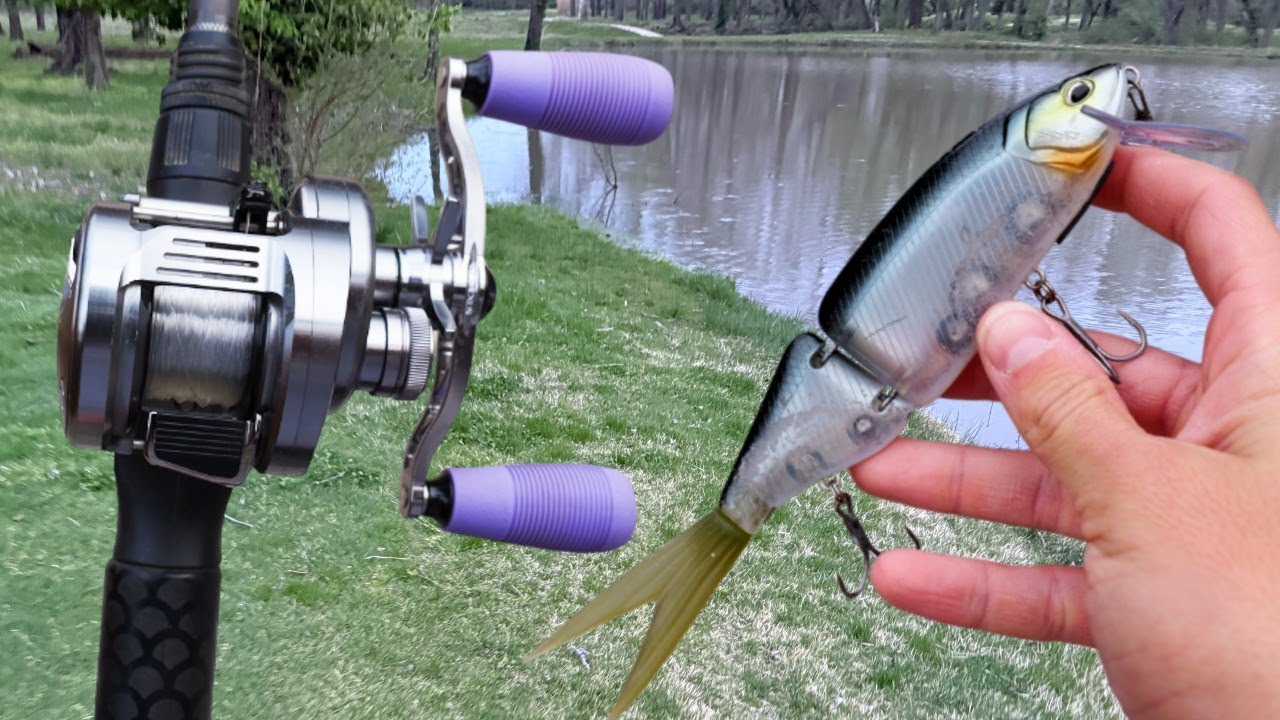 Swimbait Fishing for Big Super Shallow Bass!