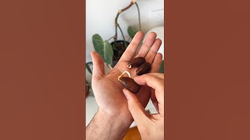 grow an oak tree from an acorn! 🐿️🌳 #diy #plants #howto #acorn #oaktree