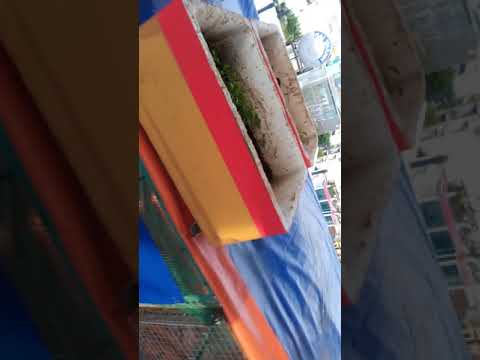 Video vườn ao chuồng trên sân thượng, gà đẻ trứng so. - youtube