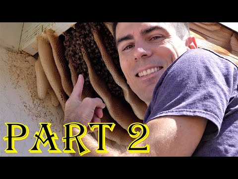 Thumbnail for Bee Hive High Five!  -Funny nature & fun Travel. Snake & bugs West US