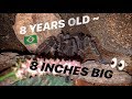 My Salmon Pink BIRD EATER ~ 8 YEARS old / 8 INCHES big !!! [BONUS VIDEO]