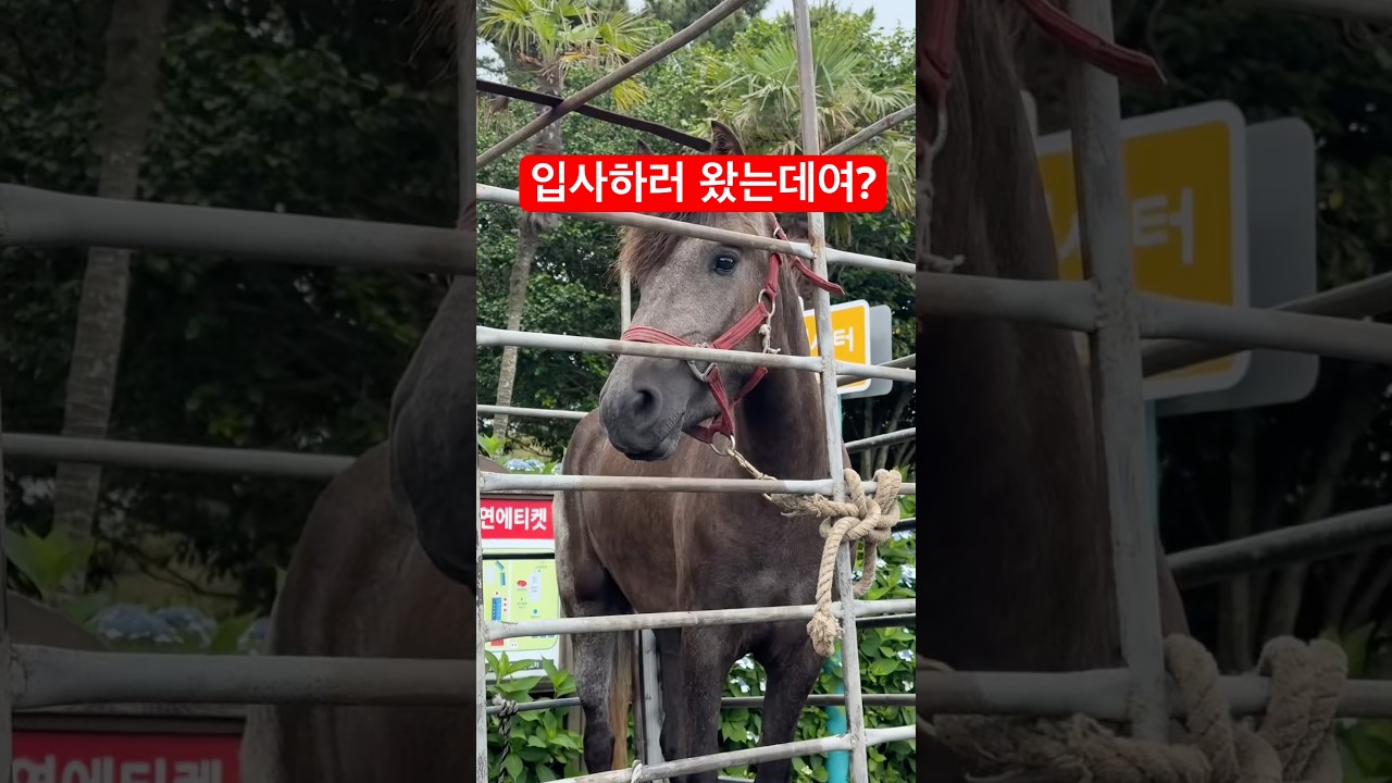 입사하러 왔습니다만... 이히힝🐴🍊