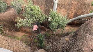 Spotting a large children's python in the wild