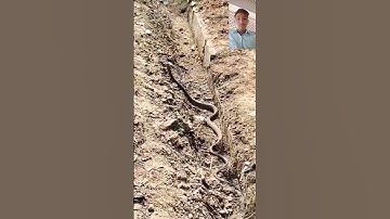 mahadev status mahakal status bholenath status #shiv #status #snake #shivshiv #animal #treding
