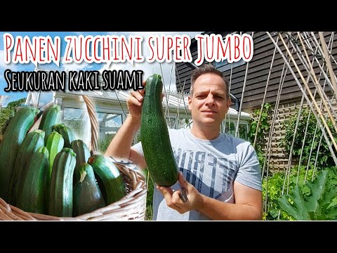 Video: Panen Zucchini