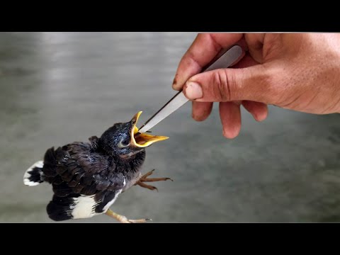 Baby bird feeding and raising / How to feed a nest fall out baby bird