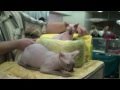 Don Sphynx:  international Cat Show Bratislava (March 2010) II の動画、YouTube動画。
