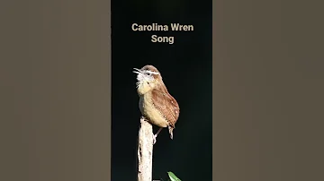 Carolina Wren singing in the backyard. #birdsong #shorts #birds