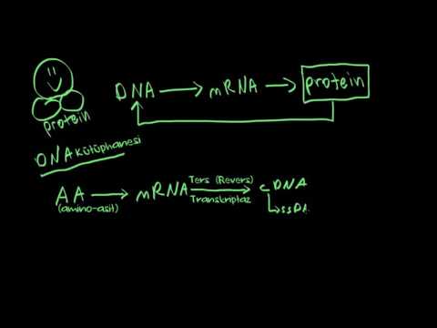 DNA Arşivleri Ve CDNA Oluşturma