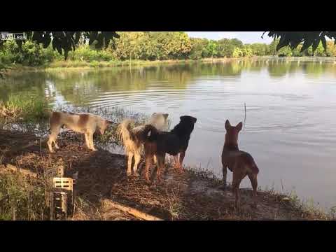 dog-owner-plays-prank-on-furry-friends