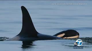 Tahlequah, the orca who grieved her dead calf for 17 days, is a mother again
