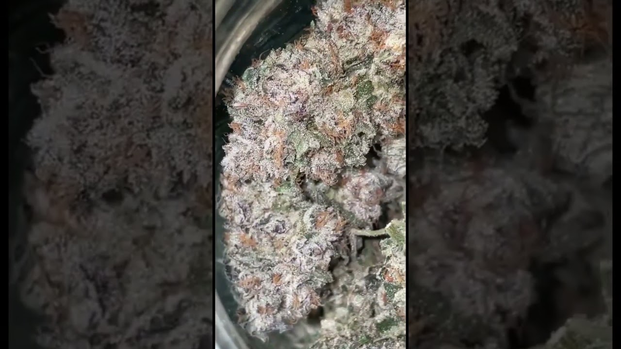 ELEPHANT GROWTH 41 CULTIVAR 