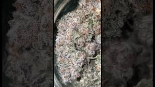 Elephant Growth 41 Cultivar