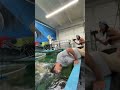 Got knocked out an arapaima 😱