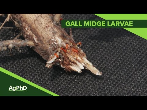 Video: Mahaba Ang Paa Na Raspberry Stem Gall Midge