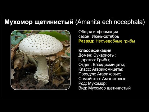 Мухомор щетинистый (Amanita echinocephala)
