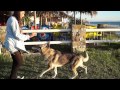 PERRO LOBO CHECO , BARUC Y BEGO SOLANO EN PLAYA BOLONIA CADIZ