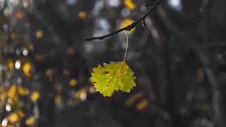 Rindu Ju Bae   Kapthen Purek LHC  Video & Lirik Lagu hits 2020