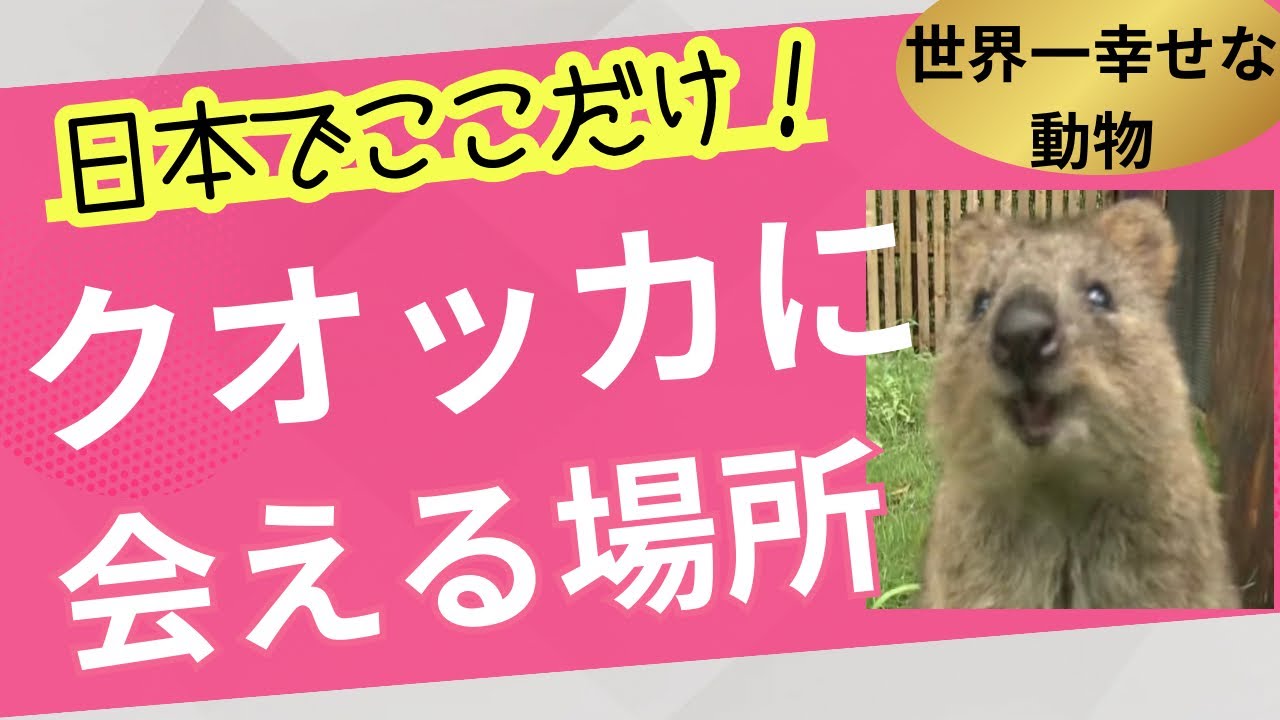 KOSEN クオッカ (クアッカワラビ) クオッカ」って何⁉️笑顔がかわいすぎる動物クオッカ（ワラビー）に