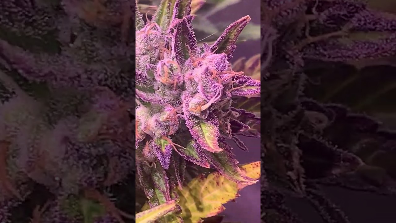 Barney´s Farm y Toni13: Dos si dos Auto ROJA