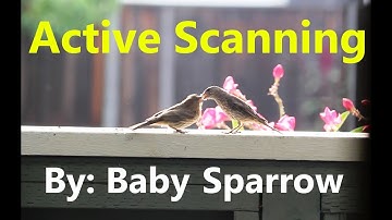 How does WiFi work? explained by a Baby Bird! (Active Scanning)