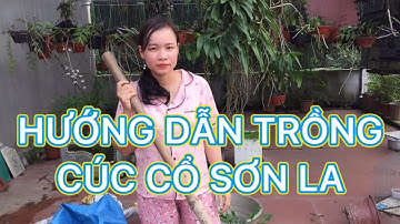 Trồng cúc cổ Sơn La ra chậu đúng cách đảm bảo sống 100%