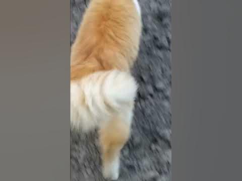 Опахало помахало - YouTube