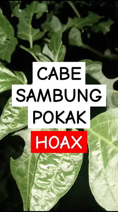 Tanaman unik cabe rawit sambung takokak atau pokak itu pasti gagal penyebab nya adalah #unik
