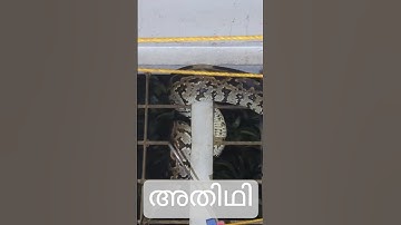 നമ്മുടെ വീട്ടിലെ പുതിയ അതിഥി #snake #python #wildlife #rescue #fight #forest #outdoor