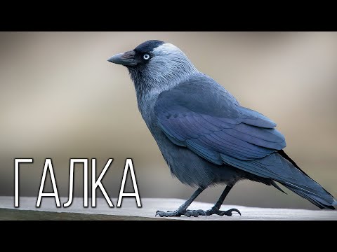 Галка: Ясноглазая родственница вороны | Интересные факты про птиц