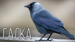 Jackdaw: A cleareyed relative of the crow | Interesting facts about birds