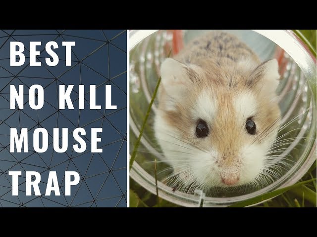 The Best No Kill Compassionate Mouse Trap!!! 