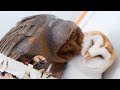Barn Owls | Together every day❤️