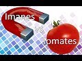 ¿Por qué los tomates se ven REPELIDOS por los imanes?