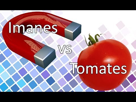 ¿Por qué los tomates se ven REPELIDOS por los imanes?