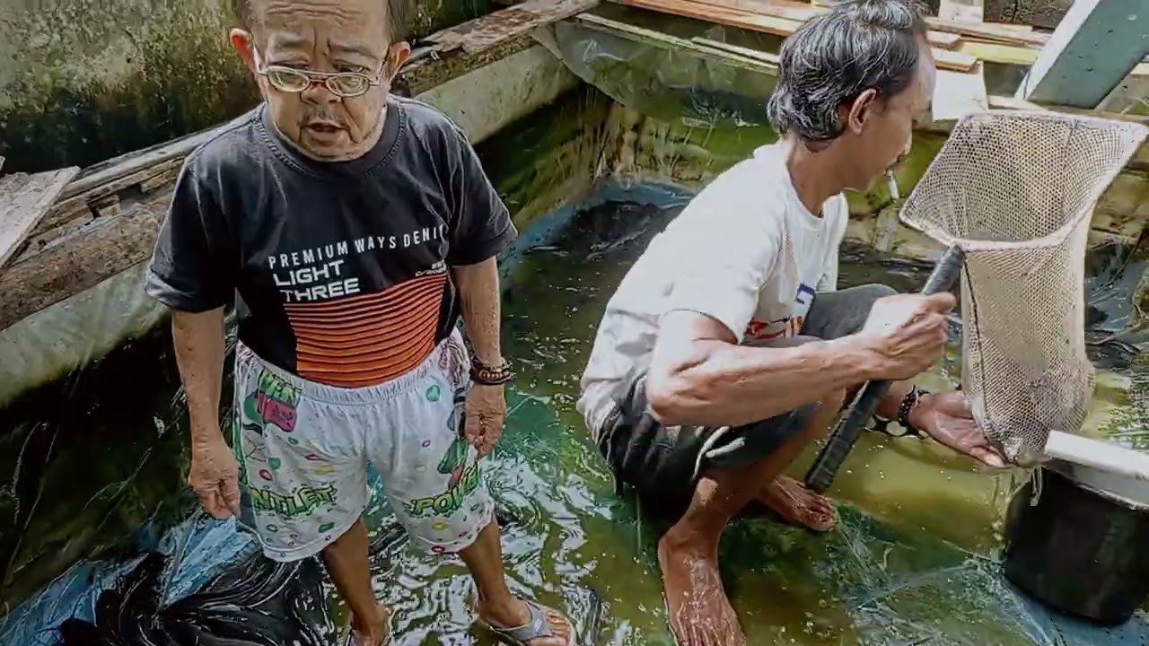 Panen ikan lele ...