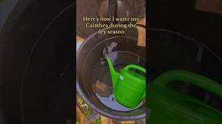How I keep Calathea alive during a drought . #calathea #prayerplants #calatheacare