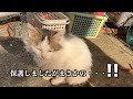 【保護猫】釣りにきたら可哀想な野良猫発見！連れて帰り病院で健康チェックがまさかの・・・！！