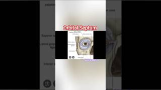 Eyelids Anatomy Orbital Septum