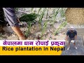 Rice plantation in nepal ll     ll bhaktapur nepal  2080bs