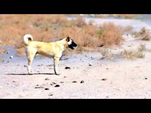 Chien Kangal Vidéo De Race De Chien Par Racedechienfr