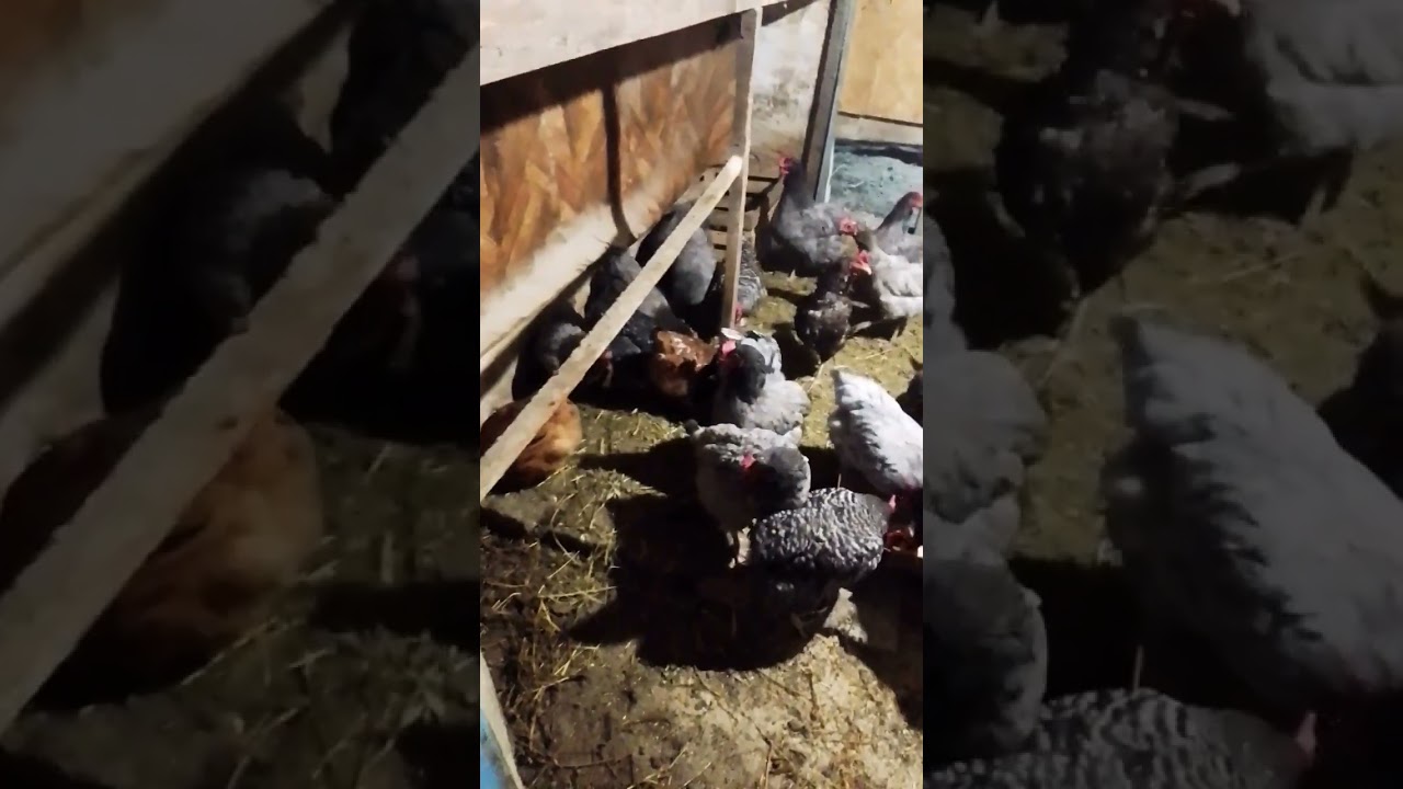 Chicken Life in a Winter Paradise☃️ 