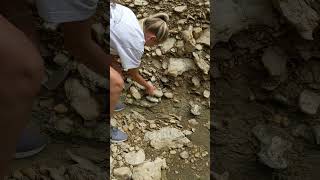 Beautiful ammonite Discovery in Texas