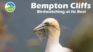 Bempton Cliffs Birdwatching - Part 2 | Northern Gannets in Flight, Nature Trail & Yorkshire Village