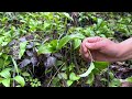Immersive Picking Wild Vegetables Spring Wild Vegetable Collection Which Ones Have You All Eaten 